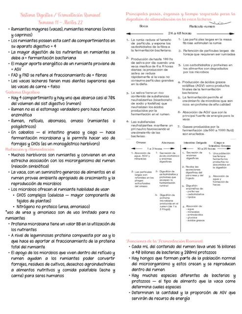 Sistema Digestivo y Fermentación Ruminal