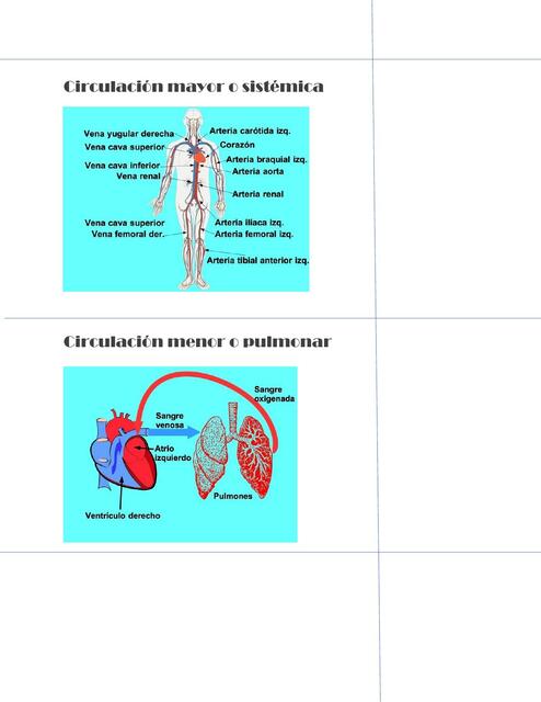 Corazón Flashcards