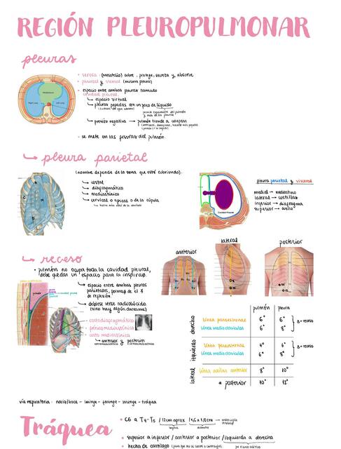 Región pleuropulmonar