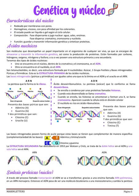 Genética y Núcleo