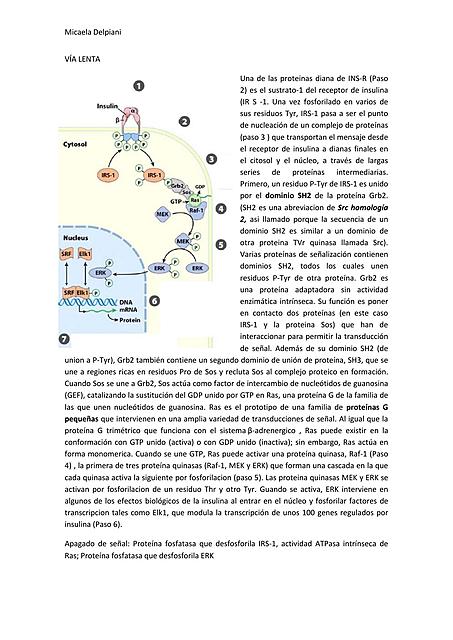 TP 3insulina