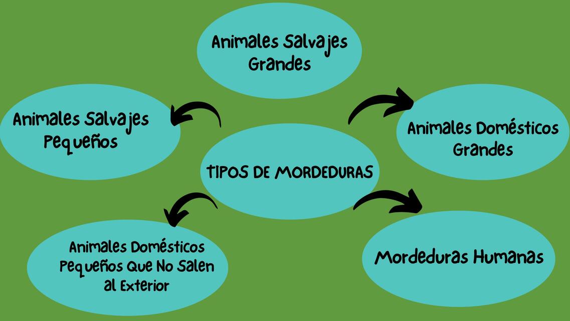 Perca De Seguridad Con Protector Antimordeduras Para Loros Medianos (1.5 Pulgadas)