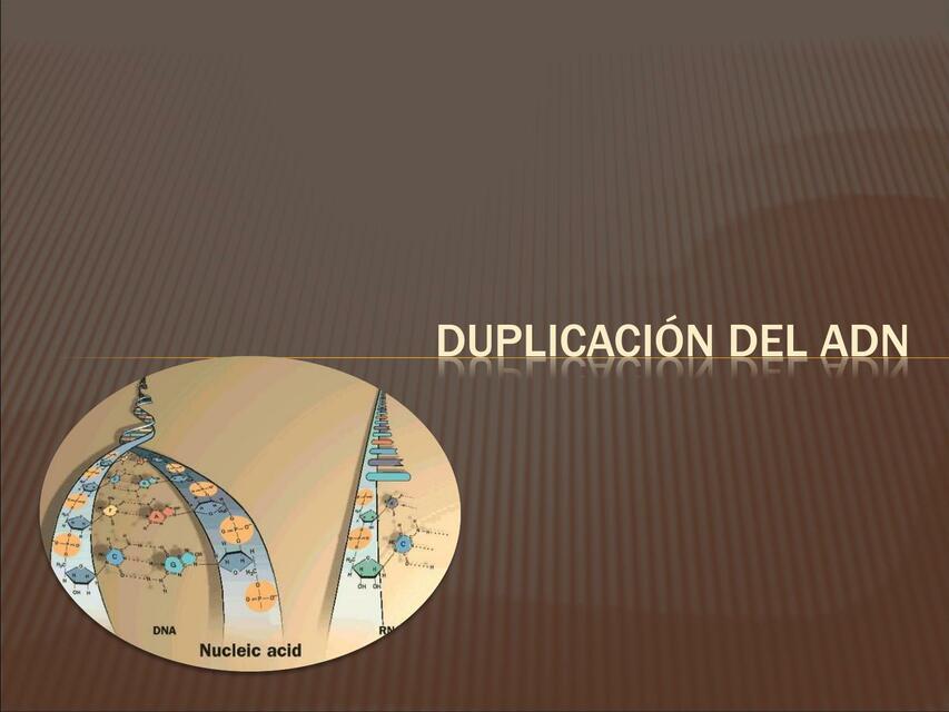 Duplicación del ADN