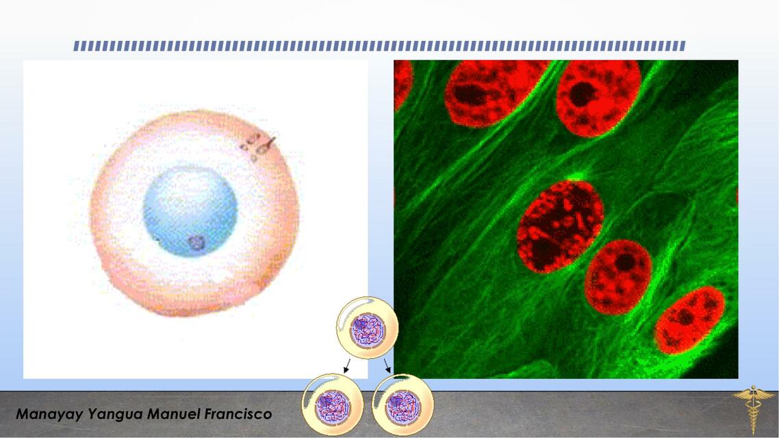 Neurogénesis 