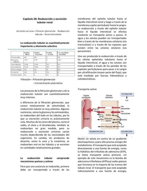 Capítulo 28 Reabsorción y secreción tubular renal