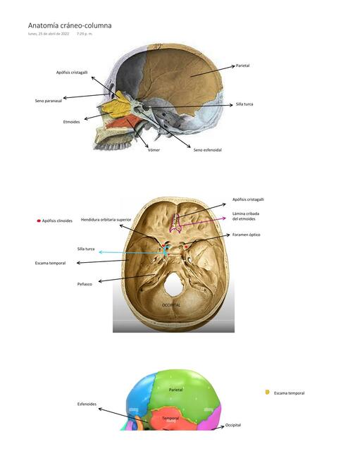 Anatomía Cráneo-Columna