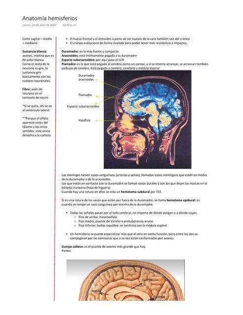 Anatomía Hemisferios