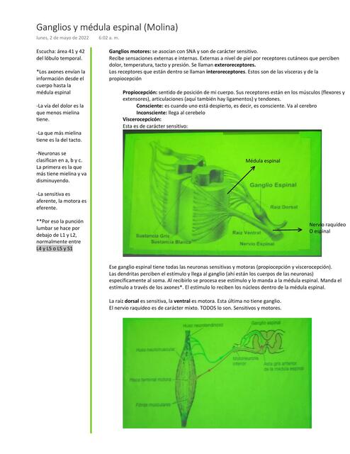 Ganglios y Médula Espinal