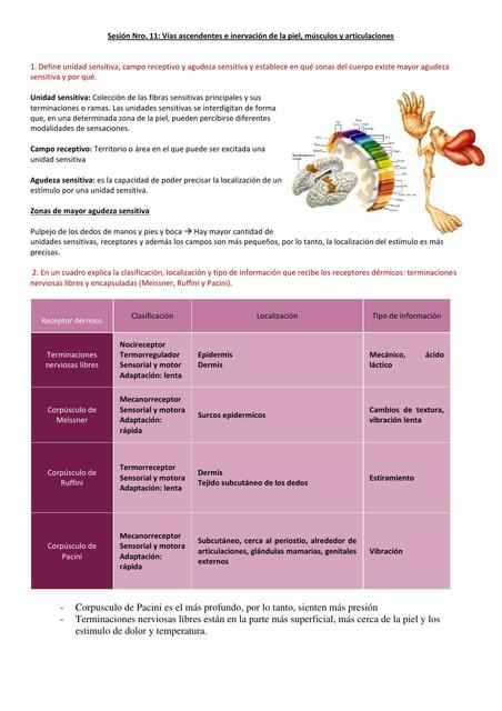 Vías ascendentes e inervación de la piel, músculos y articulaciones