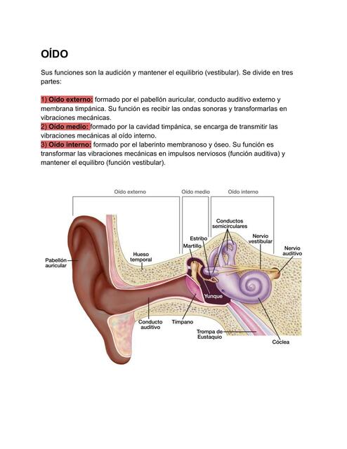 Oído 