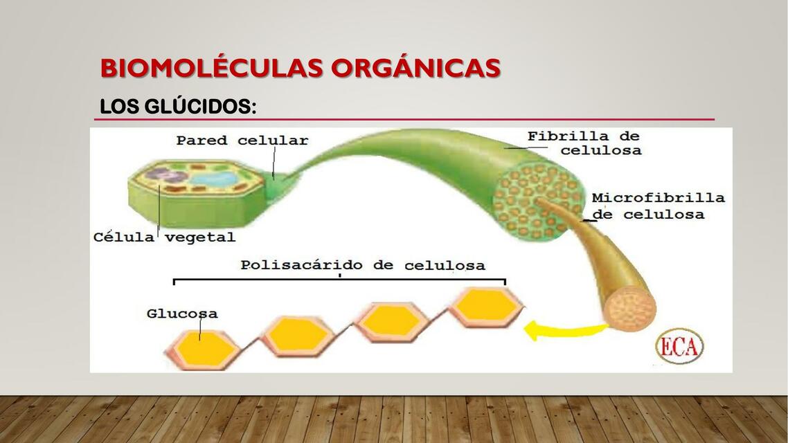 Son Ejemplo De Biomoléculas Clasificadas Como Glúcidos