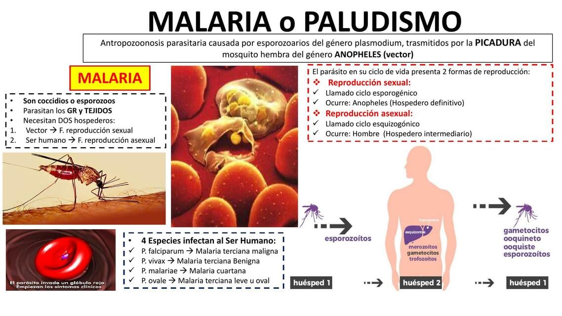 Flashcards de Malaria o Paludismo | Por Tiroxina Med 🩺 | uDocz