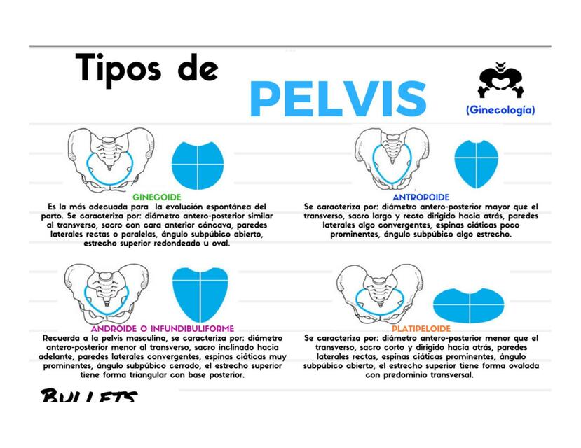 Tipos De Pelvis UDocz
