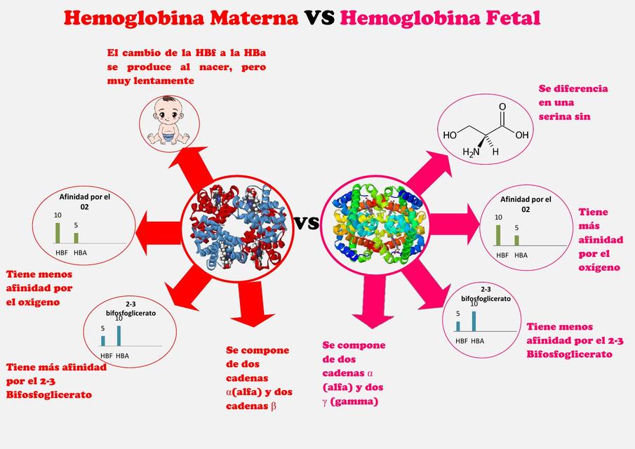 Mapas mentales de bioquímica