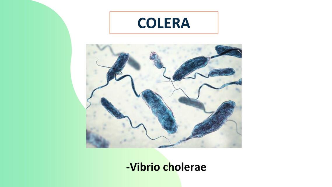 MICROBIOLOGIA EXPOSICIÓN