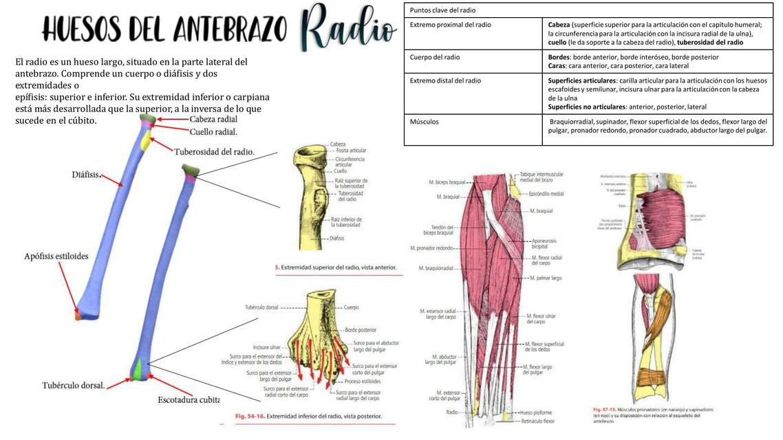 Antebrazo 