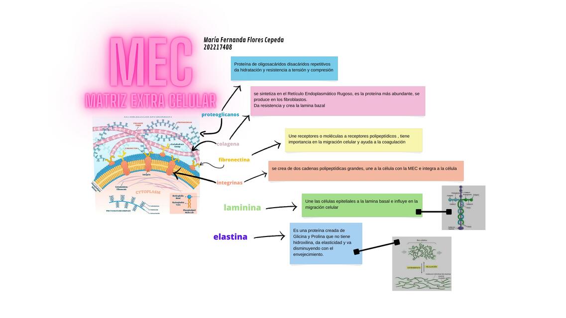 MEC (Matriz Extracelular)