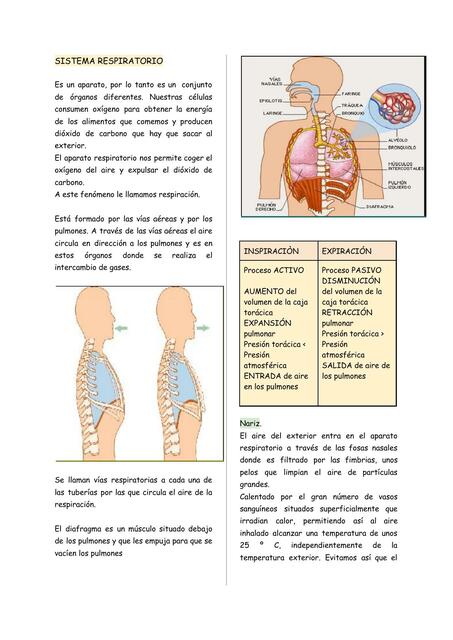 Sistema Respiratorio