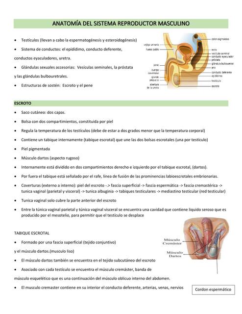 Anatomía del Sistema Reproductor Masculino 