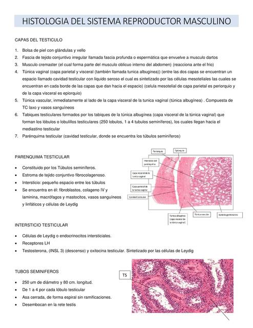 histología testicular