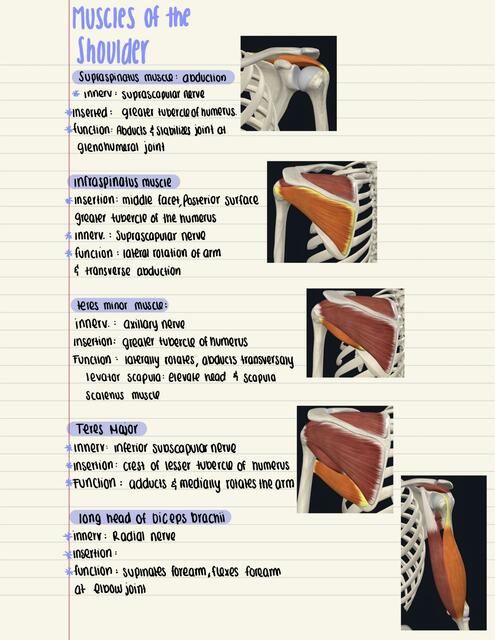 Muscles of the Shoulder Region; Innervation and Function