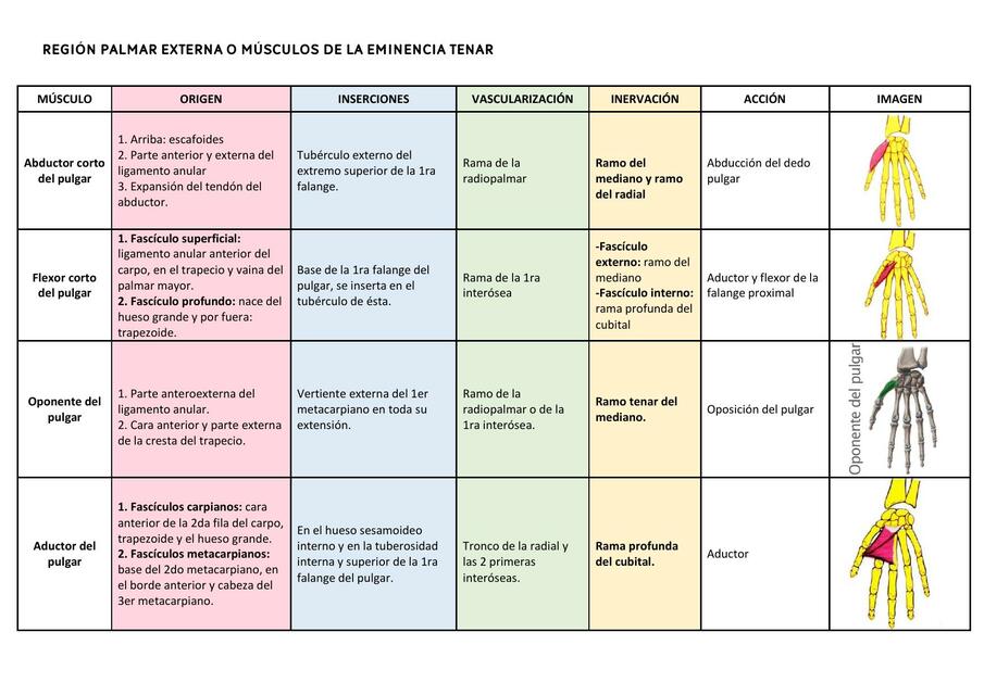 Músculos de la Mano