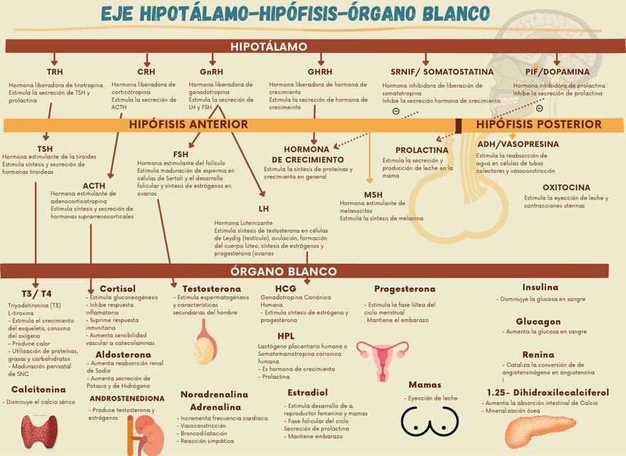 Eje Hipotálamo- Hipófisis- Órgano Blanco 