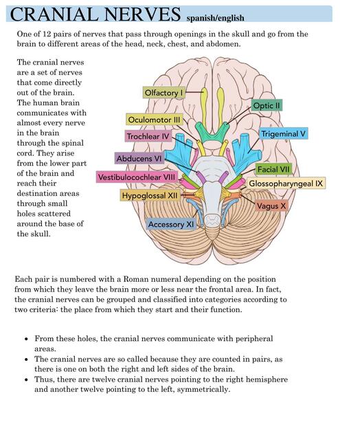 Cranial Nerves/ Pares Craneales