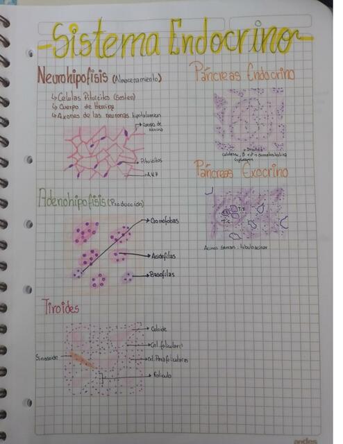 Sistema Endocrino 