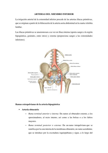 Arterias del Miembro Inferior