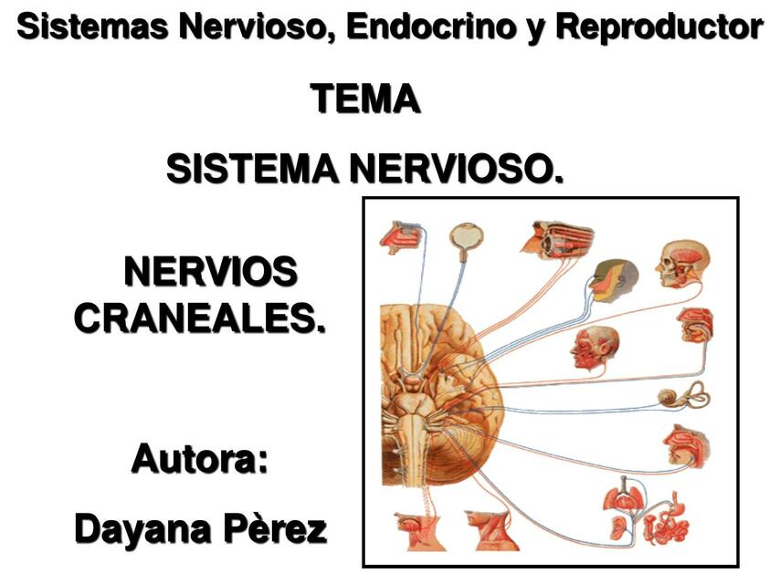 Sistema Nervioso 