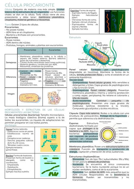 Células Procariontes 