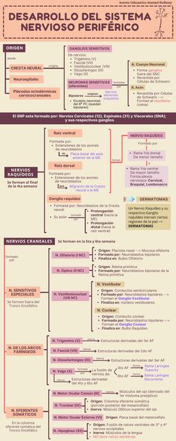 Desarrollo del Sistema Nervioso Periférico