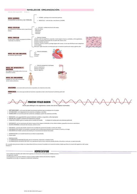 Conceptos Básicos de Anatomía