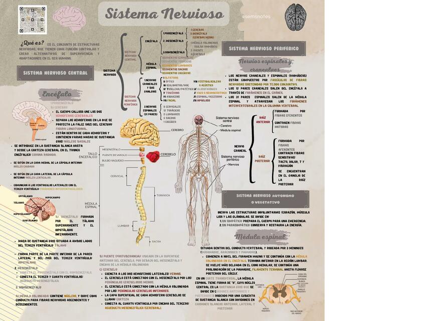 Sistema Nervioso