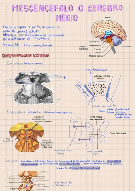 Mesencéfalo o Cerebro Medio 