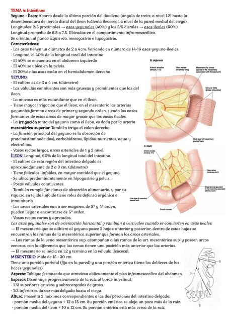 Intestinos