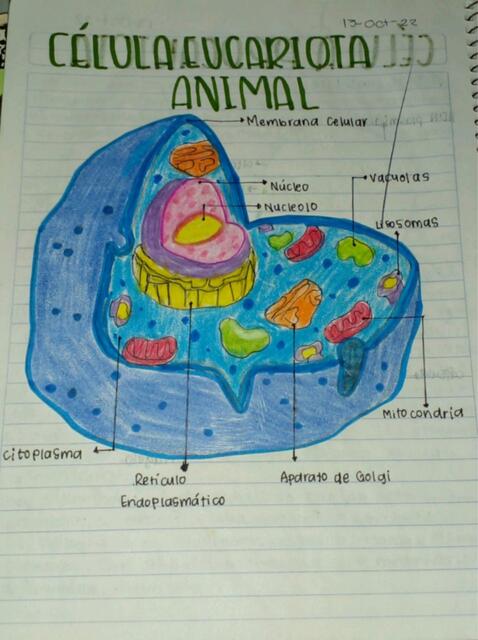 Celulas Animal y Vegetal y sus Partes 