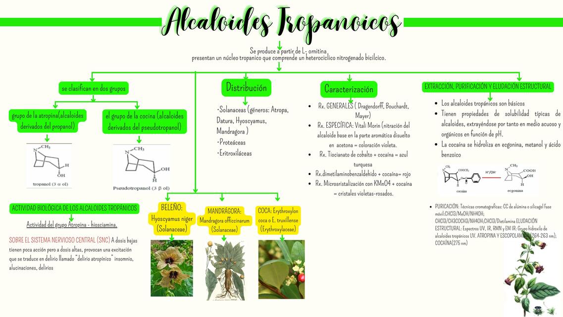 Alcaloides Tropanoicos 