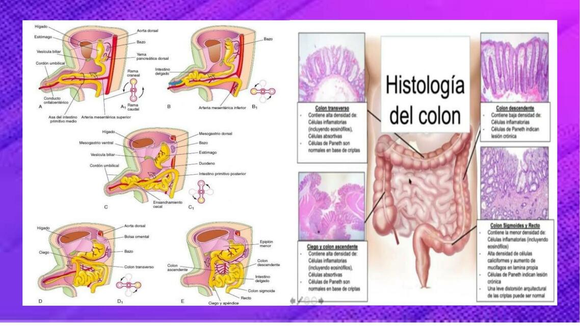 Embriología 