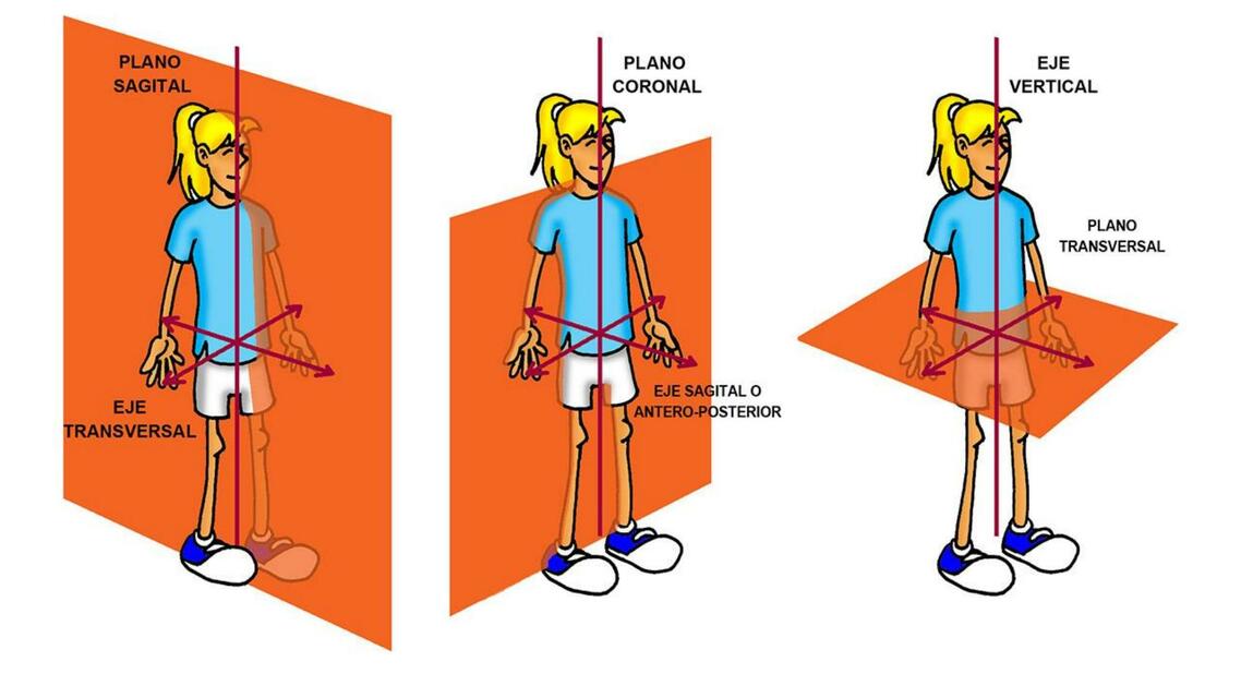 Repaso y regiones del cuerpo