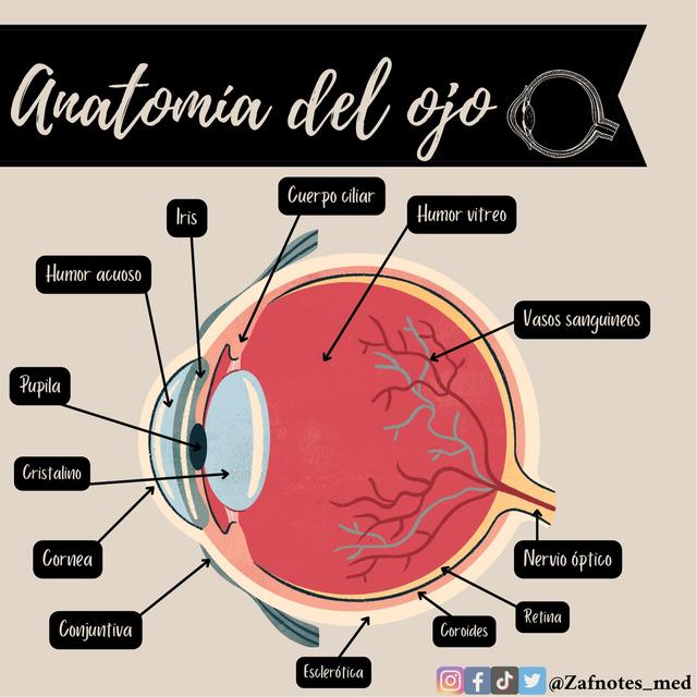 Anatomía del ojo