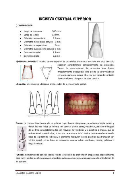 Incisivo Central Superior 