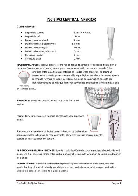 Incisivo Central Inferior 