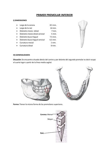 Primer Premolar Inferior 