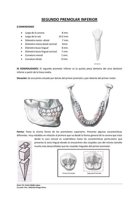 Segundo Premolar Inferior 