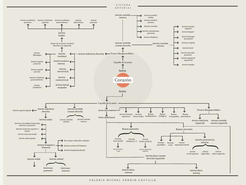 Diagrama Sistema Arterial