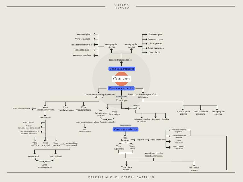 Diagrama Sistema Venoso