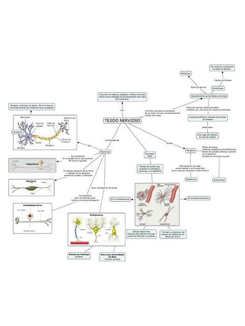 Tejido Nervioso Mapa Mental 