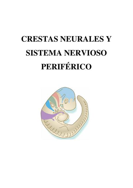 Crestas neutrales y sistema nervioso periférico 